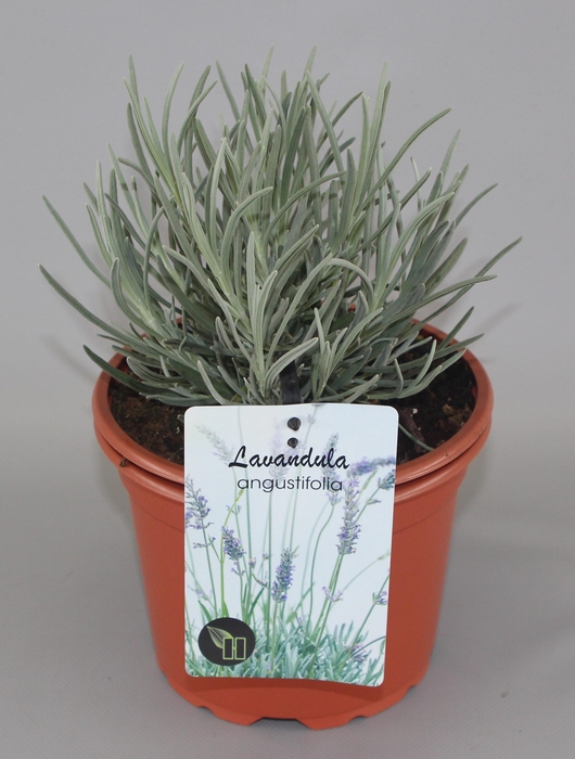 <h4>Lavandula Angustifolia C2</h4>