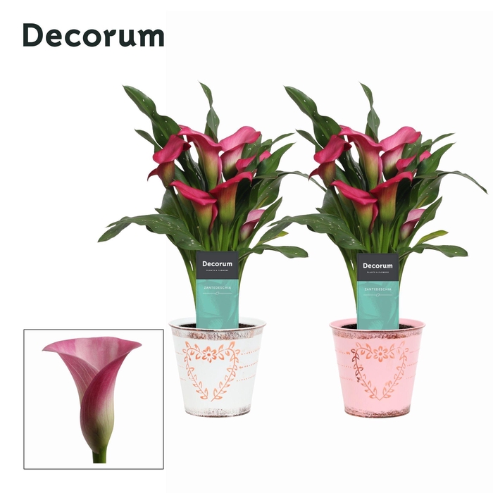 <h4>Zantedeschia (Calla) Roze in Ompot Aimee LOVE (Decorum)</h4>