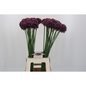 Allium Purple Mystery