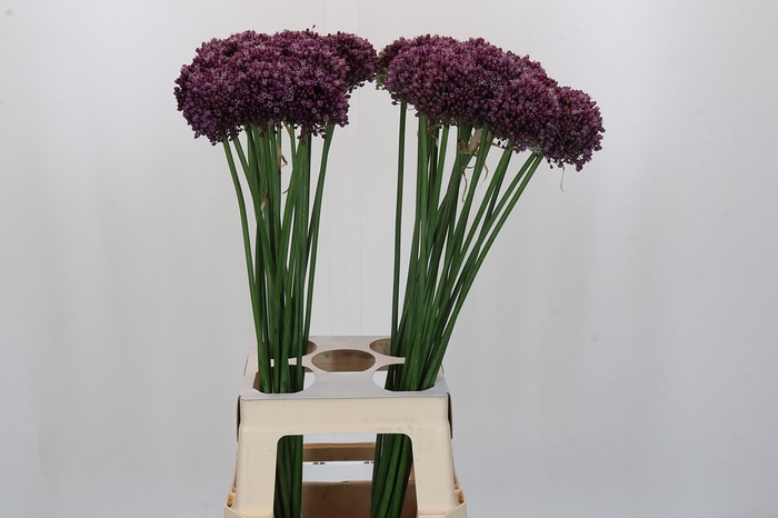 <h4>Allium Purple Mystery</h4>