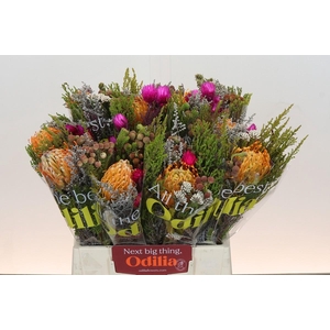 BQ Nutans Soleil SFB