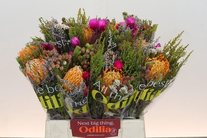 <h4>BQ Nutans Soleil SFB</h4>