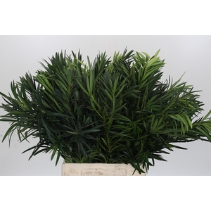 Podocarpus (Per Bunch)