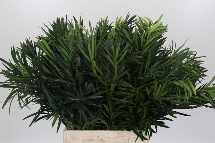 <h4>Podocarpus (Per Bunch)</h4>