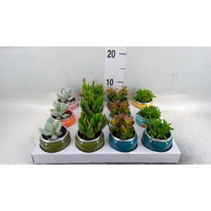 Succulents ...