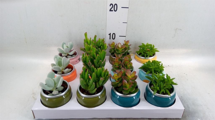 <h4>Succulents   ...</h4>