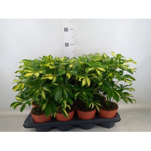 Schefflera arbor. 'Gerda'