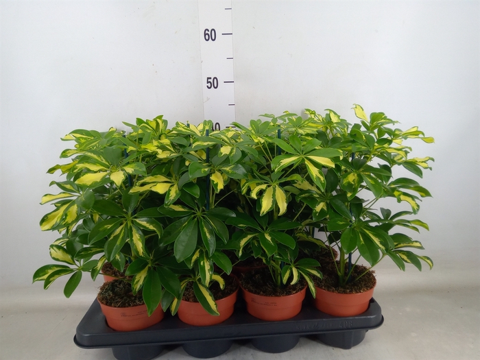 <h4>Schefflera arbor. 'Gerda'</h4>