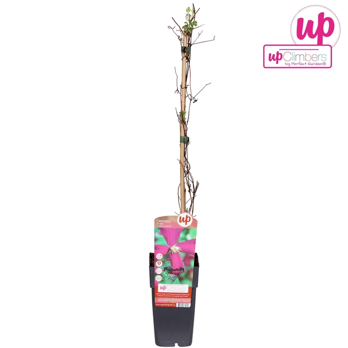 <h4>Clematis Viticella Madame Julia Cor</h4>