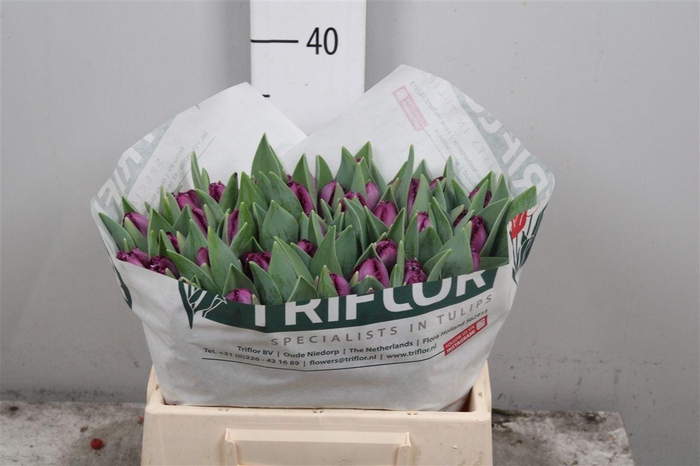 <h4>Tu Fr San Clemente</h4>