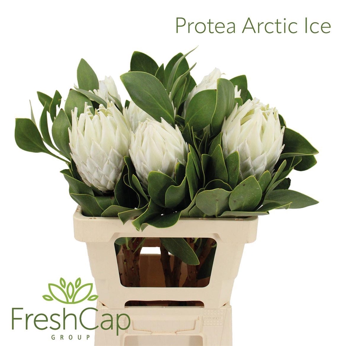 <h4>Protea Arctic Ice</h4>