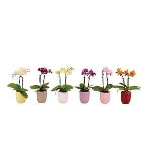 Hugo Paradise Mix Tiny Dolls Mix 2T10+ Aqu@