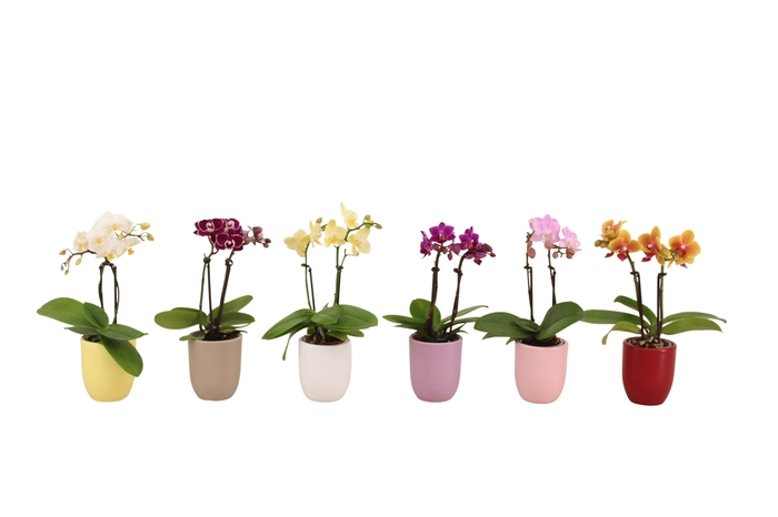 <h4>Hugo Paradise Mix Tiny Dolls Mix 2T10+ Aqu@</h4>