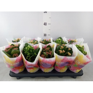 Kalanchoe blos.   ..rosebud mix  4