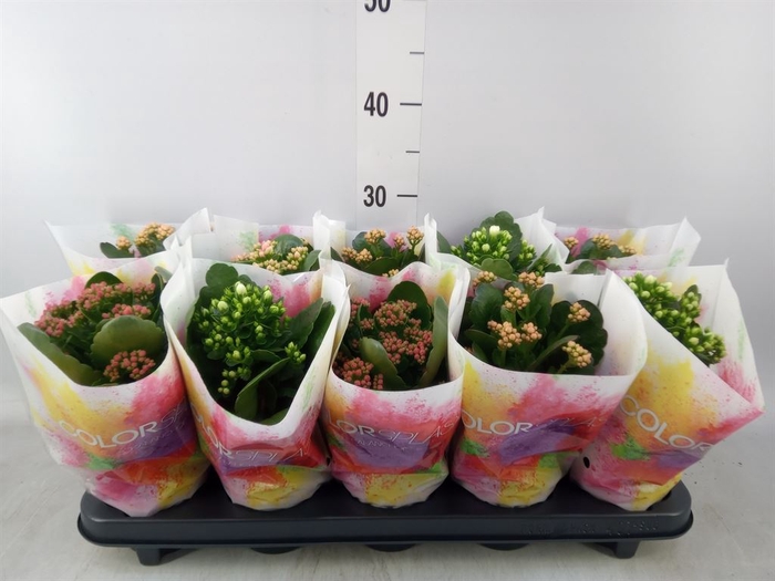 <h4>Kalanchoe blos.   ..rosebud mix  4</h4>