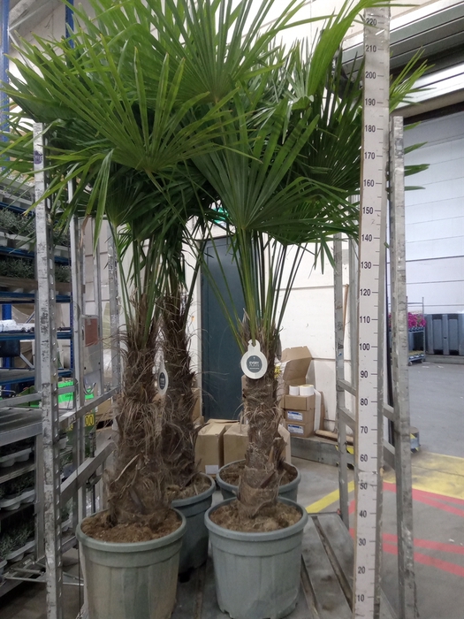 <h4>Trachycarpus fortunei</h4>