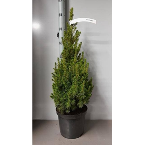 PICEA GL CONICA