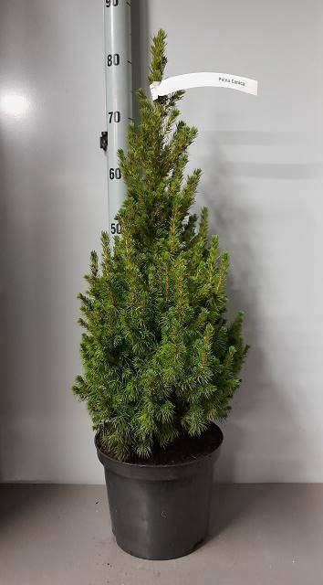 <h4>PICEA GL CONICA</h4>