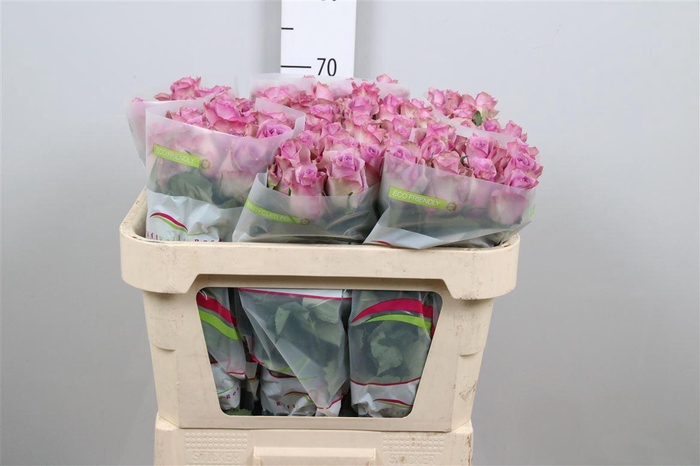 <h4>R Gr Nightingale!</h4>