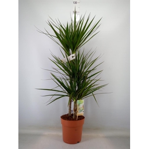 Dracaena marg.