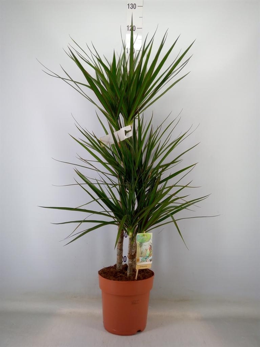 <h4>Dracaena marg.</h4>