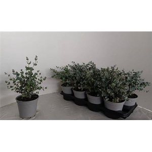 Eucalyptus gunnii