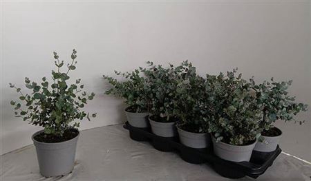 <h4>Eucalyptus gunnii</h4>