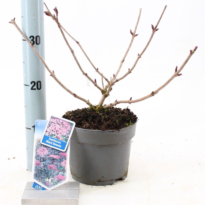 <h4>Sambucus nigra Black Beauty ('Gerda'PBR)</h4>