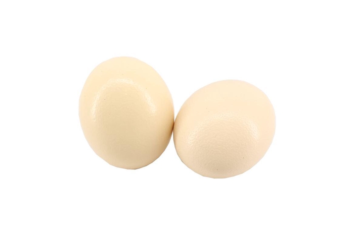 <h4>Ei Struisvogel (24pcs)</h4>