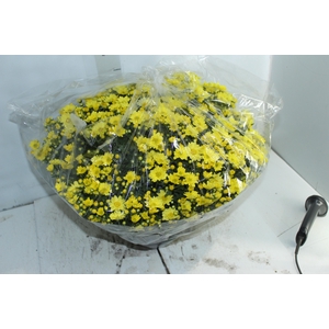 CRISANTEMO BOLA BELGA C21 AMARELO