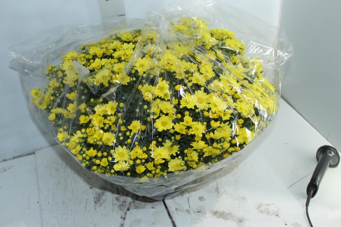 <h4>CRISANTEMO BOLA BELGA C21 AMARELO</h4>