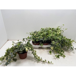 Hedera helix Eva 13Ø 30cm 30cm