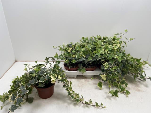 Hedera helix Eva 13Ø 30cm 30cm
