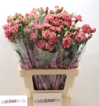 <h4>Di Tr Miss Rose</h4>