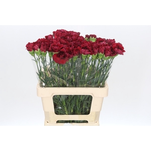 Dianthus St Berg