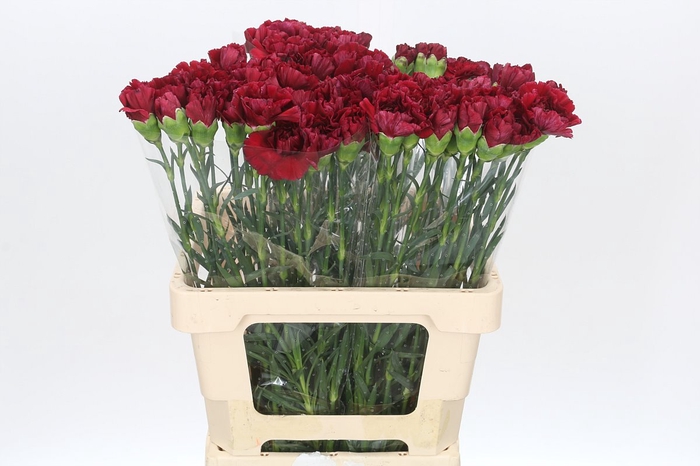 <h4>Dianthus St Berg</h4>