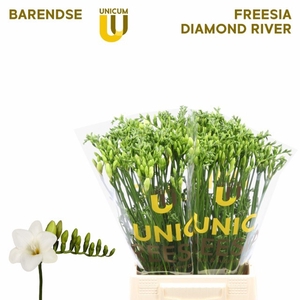 Freesia enk Diamond River