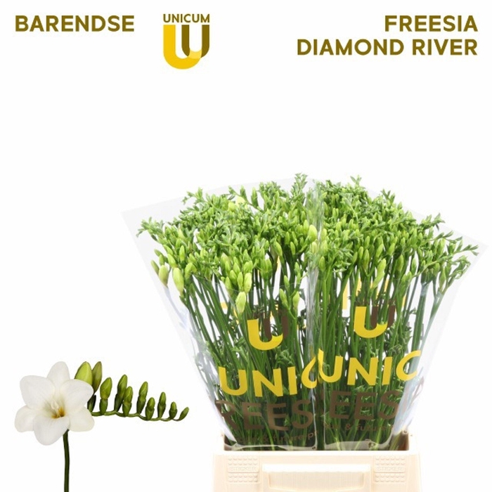 <h4>Freesia enk Diamond River</h4>