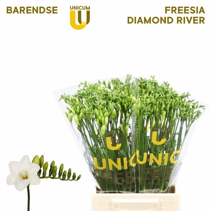 <h4>Freesia enk Alba River</h4>