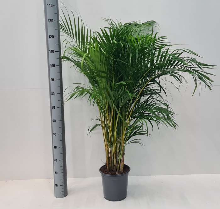 <h4>DYPSIS LUTESCENS</h4>