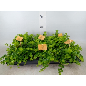 Peperomia rotundifolia