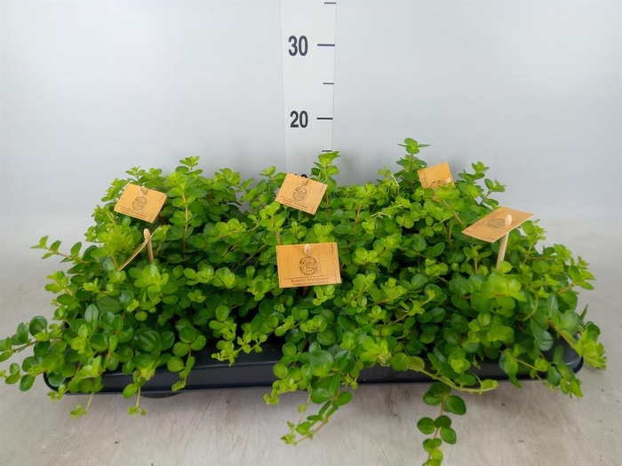 <h4>Peperomia rotundifolia</h4>