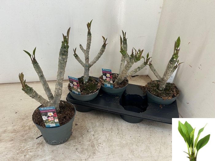 <h4>PLUMERIA HAW GEM</h4>