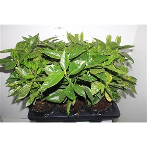 Aucuba J Crotonifoli