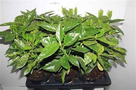 <h4>Aucuba J Crotonifoli</h4>