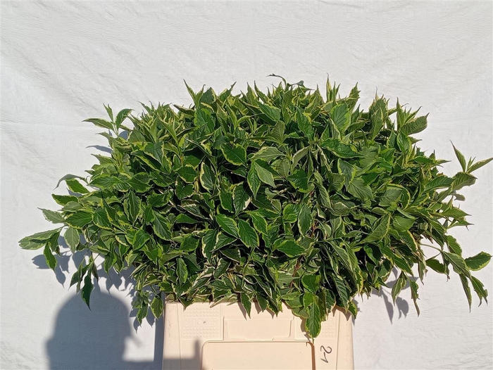 <h4>Weigela Fl Elstead</h4>