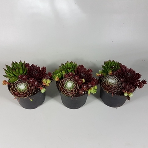 Sempervivum overig