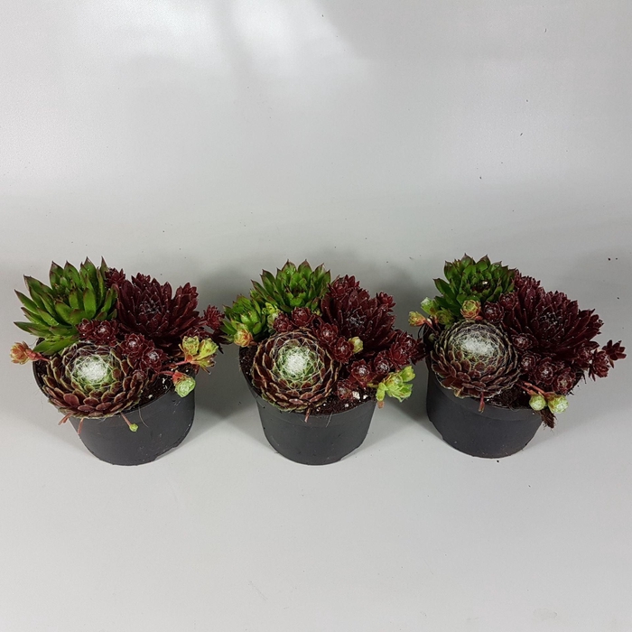 <h4>Sempervivum overig</h4>