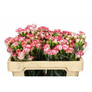 Dianthus Sp Minuetto