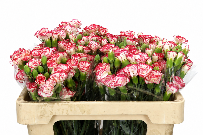 <h4>Dianthus Sp Minuetto</h4>